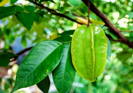 Ripe healthy food carambola Photo