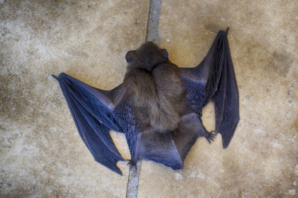 Bat close up animal large