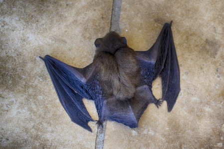 Bat close up animal large Photo