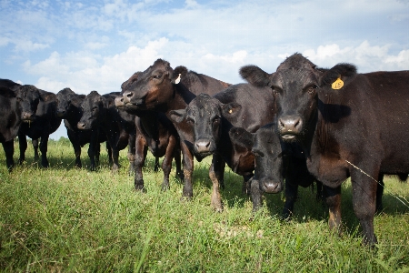 Cows cattle like mammal herd pasture Photo