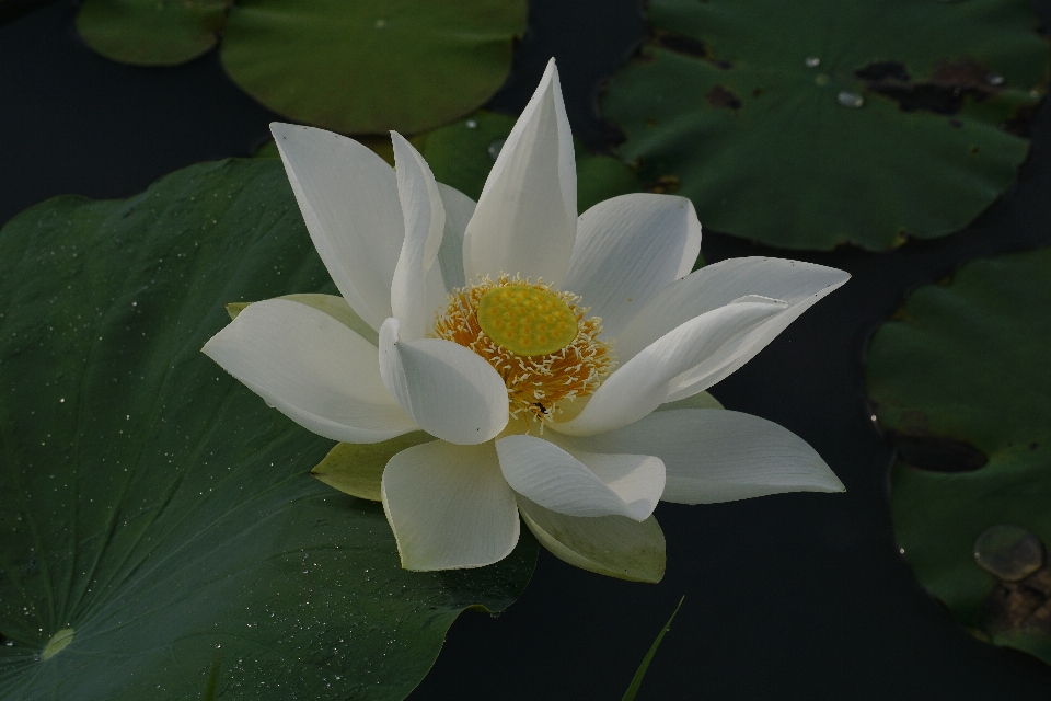 Sen 花 植物 植物群