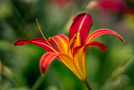 Foto Natureza flor fechar-se
 pétala