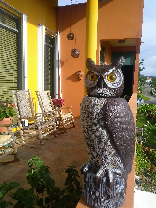 Hibou campagne balcon goyave
