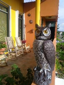 Owl countryside balcony guavate Photo