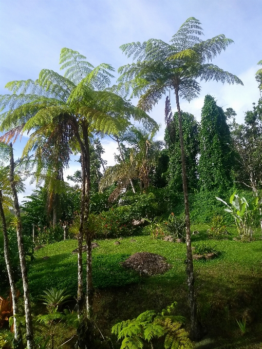 Albero vegetazione ecosistema
 pianta