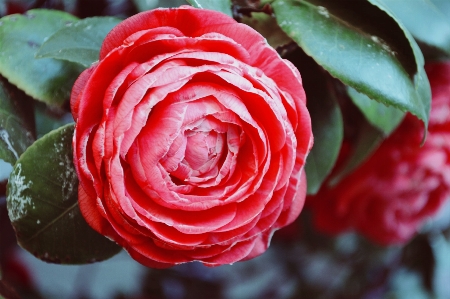 Blume rot anlage japanische kamelie
 Foto