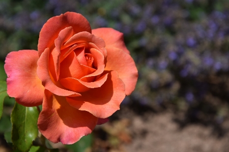 Rose flowers orange nature Photo