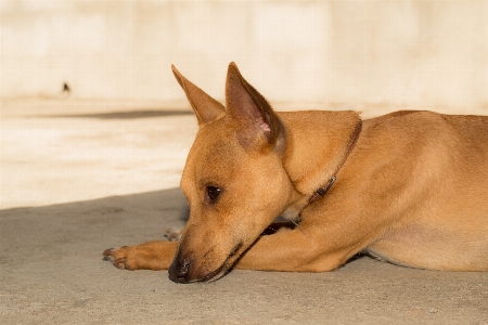 Foto Anjing ras anjing
 seperti mamalia
 moncong
