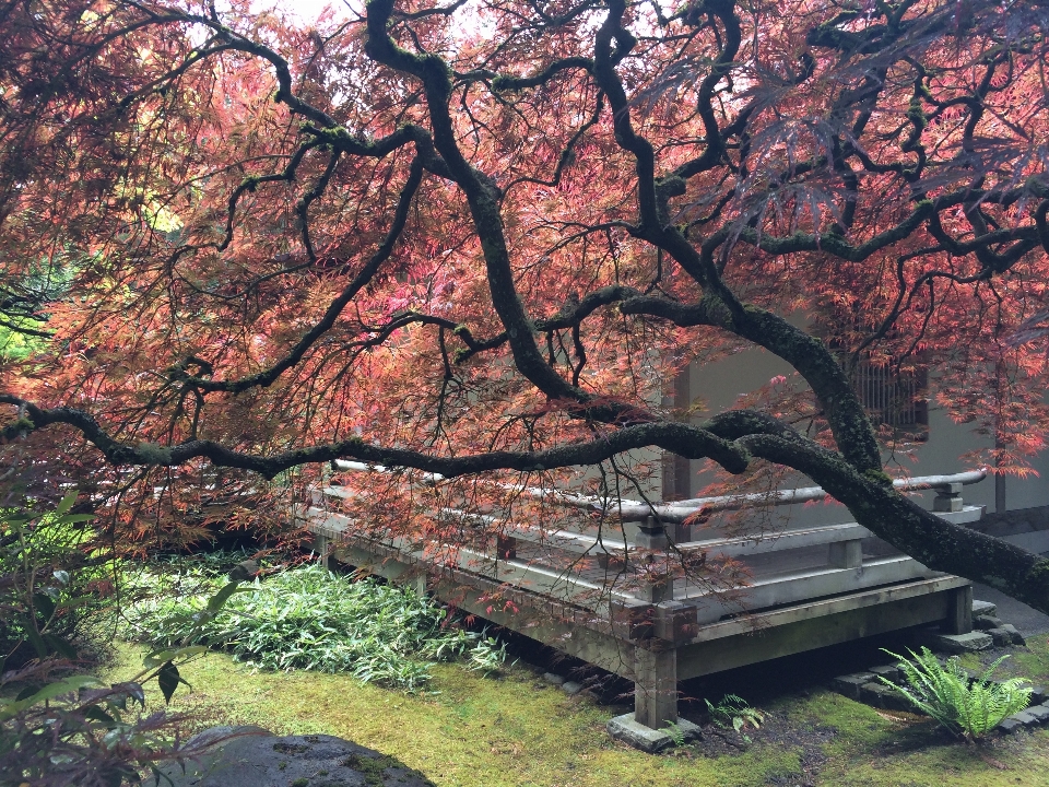 Japanese tree nature branch