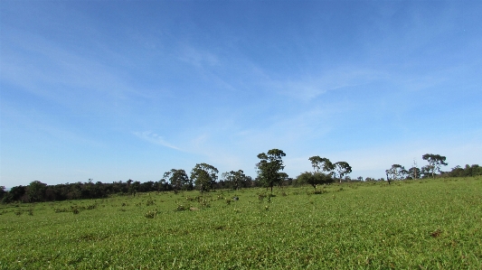 Blue sky grassland ecosystem Photo