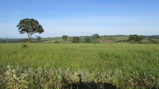 Sky grassland vegetation ecosystem Photo