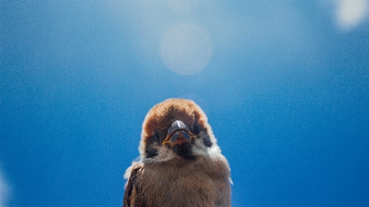 赤ちゃん 鳥 嘴 空 写真