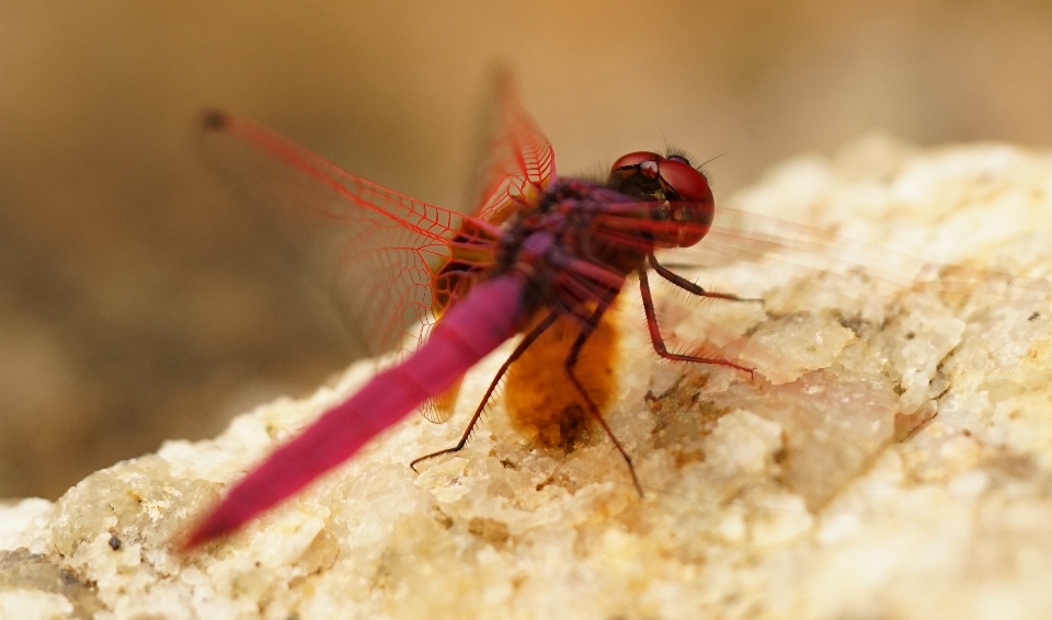 Farfalla insetto invertebrato libellula