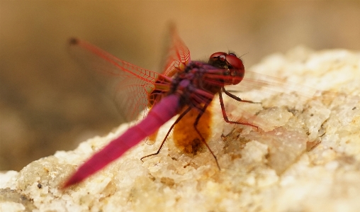 Butterfly insect bug invertebrate Photo