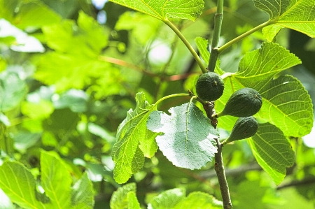 Figs fig tree fruits orchard Photo