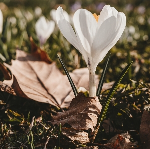 Photo Crocus
 printemps fleur usine