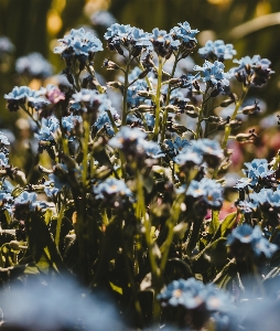 Foto Canteiro de flores
 plantar flor lindo