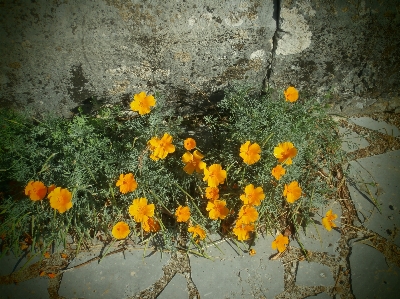 Foto Amarillo
 flor
 naturaleza
 calle
