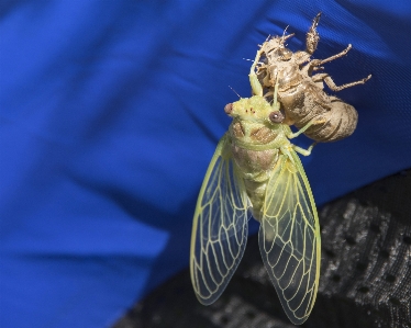 Cicada insect invertebrate true bugs Photo