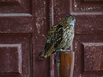 美術 fauna 鳥 嘴 写真