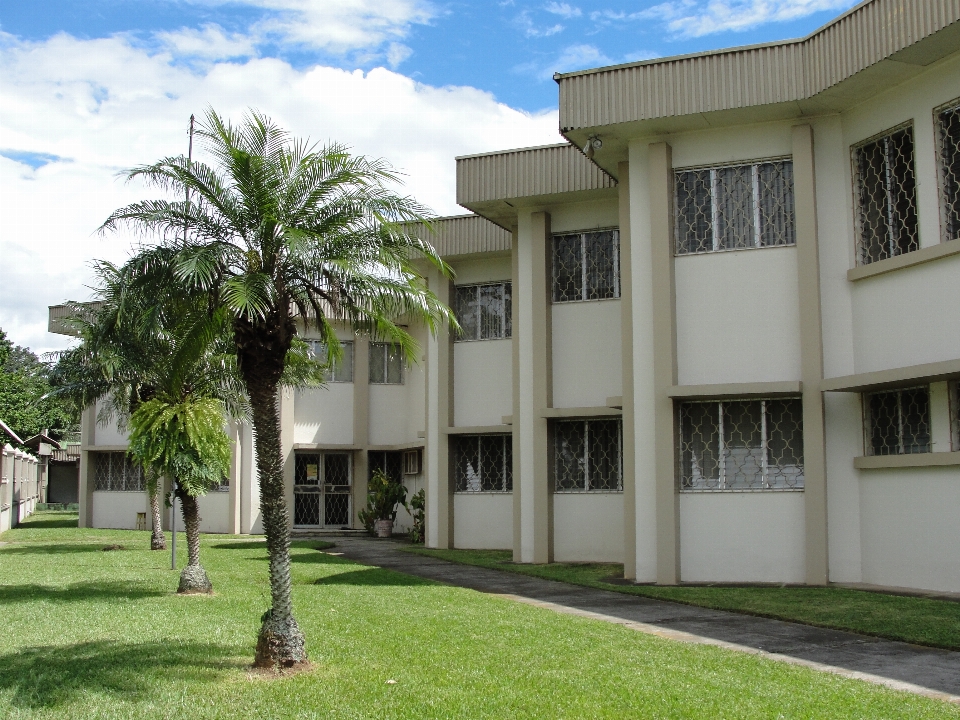 árbol propiedad palmera arecales
