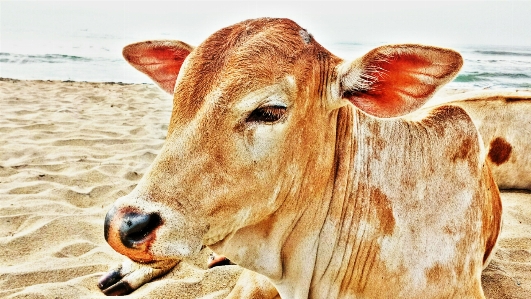 牛 農業 哺乳類のような牛
 fauna 写真