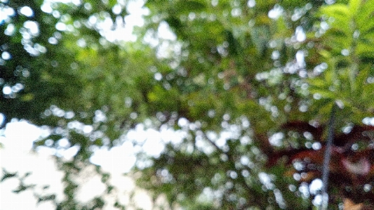 Tree branch leaf vegetation Photo