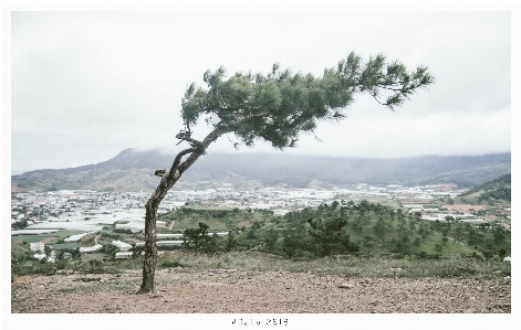 Foto Natura albero ecosistema
 vegetazione