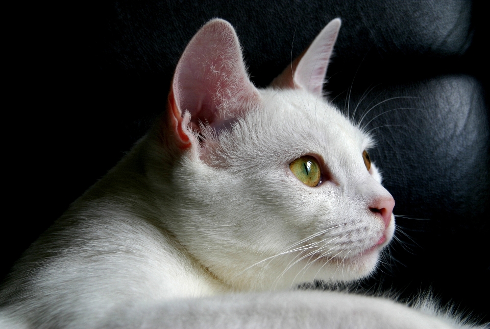 Chat blanc moustaches
 chats de petite à moyenne taille
