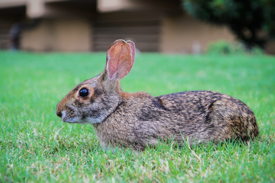 Lapin lac charles
 louisiane