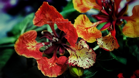 写真撮影 花 植物 フローラ 写真