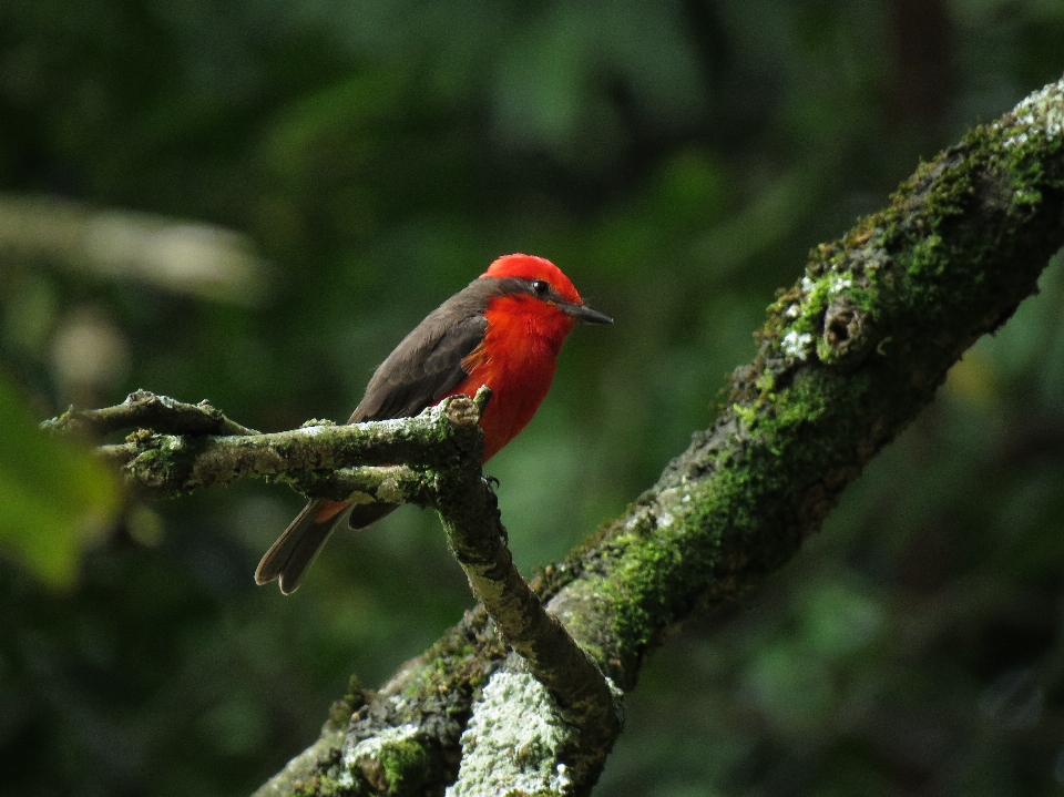 Pájaro pequeño
 fauna pico