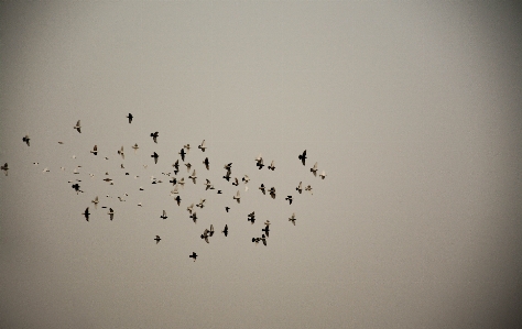 Sky flock bird migration atmosphere Photo