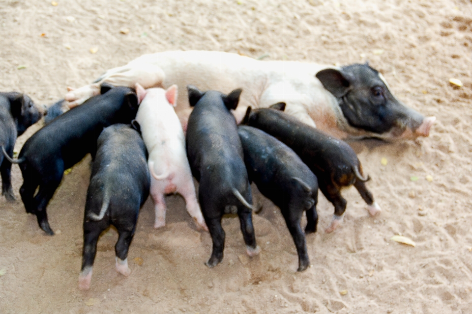 Animal animaux bébé grange