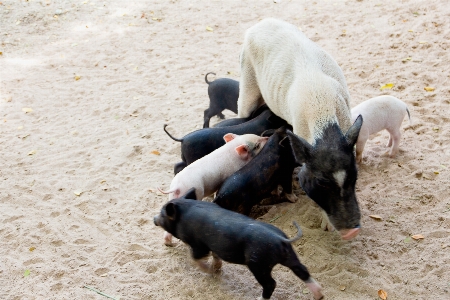 Animal animals baby barn Photo