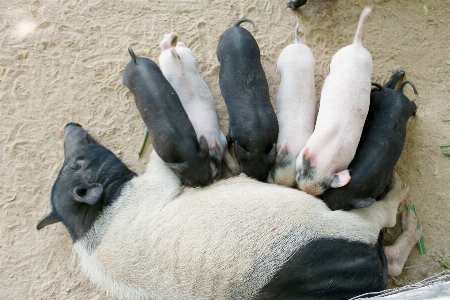 Animal animals baby barn Photo