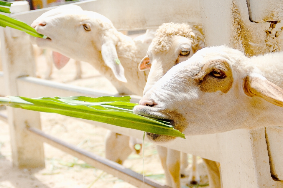 Agriculture animal background closeup