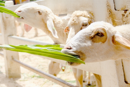 Agriculture animal background closeup Photo