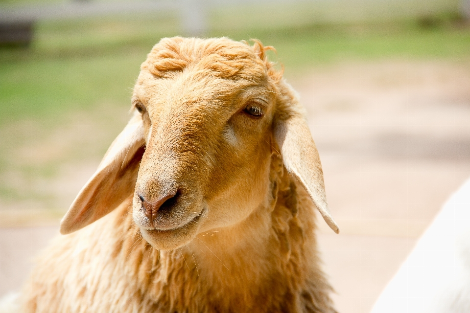 Agriculture animal background closeup