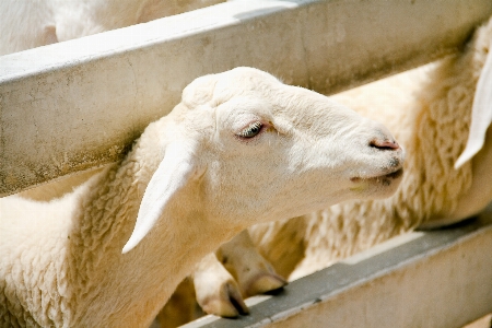 Agriculture animal background closeup Photo