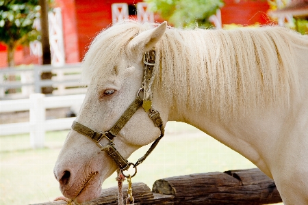 Animal background beautiful beauty Photo