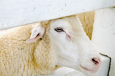 Agriculture animal background closeup Photo