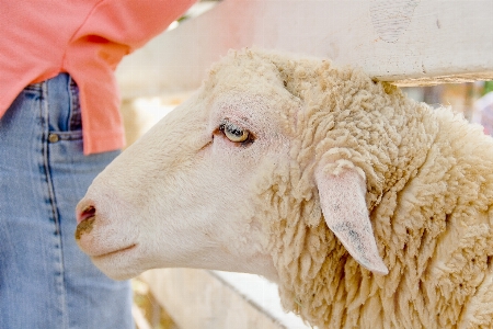 Agriculture animal background closeup Photo