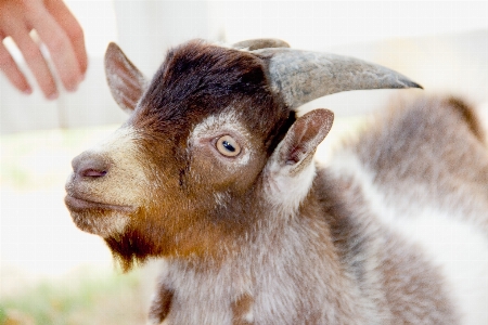 Agriculture animal background black Photo