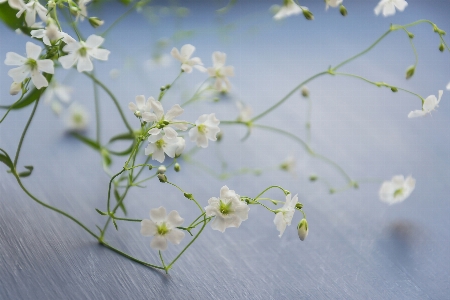 Foto Tanaman bunga flora kecil
