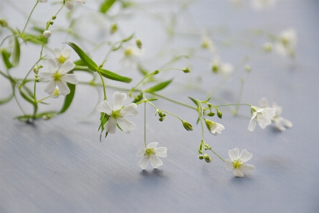 Foto Tanaman bunga flora kecil
