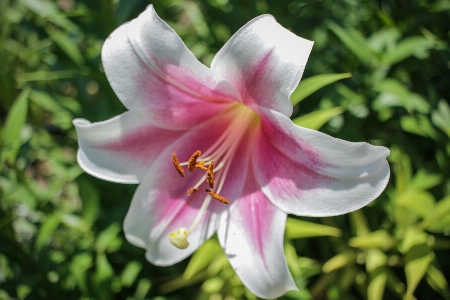 Nature flower houston texas mcgovern gardens Photo