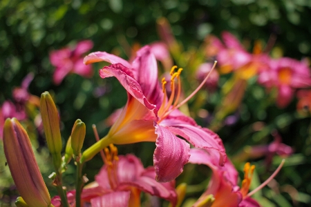 Nature flower houston texas mcgovern gardens Photo