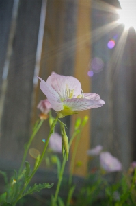 Nature wildflower flower sun Photo