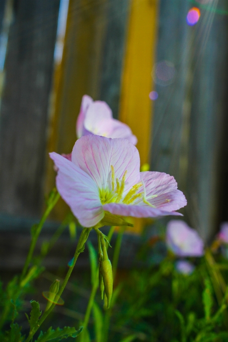 自然 花 太阳 栅栏